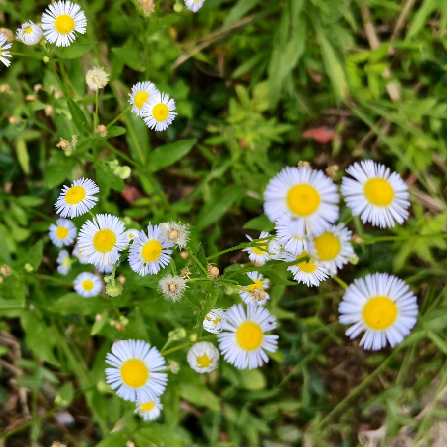 花朵小朵花