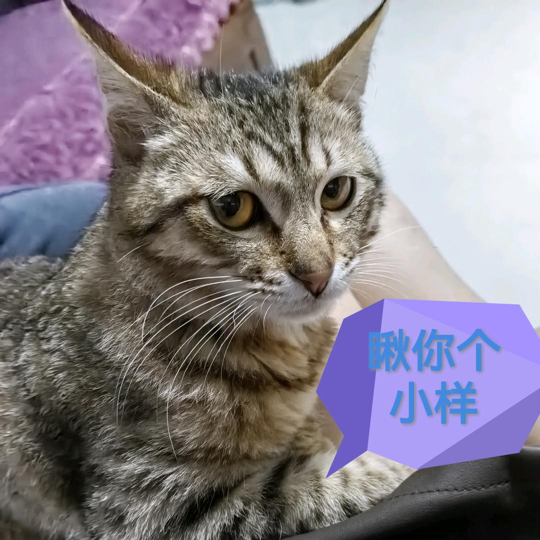 小小是只老虎猫