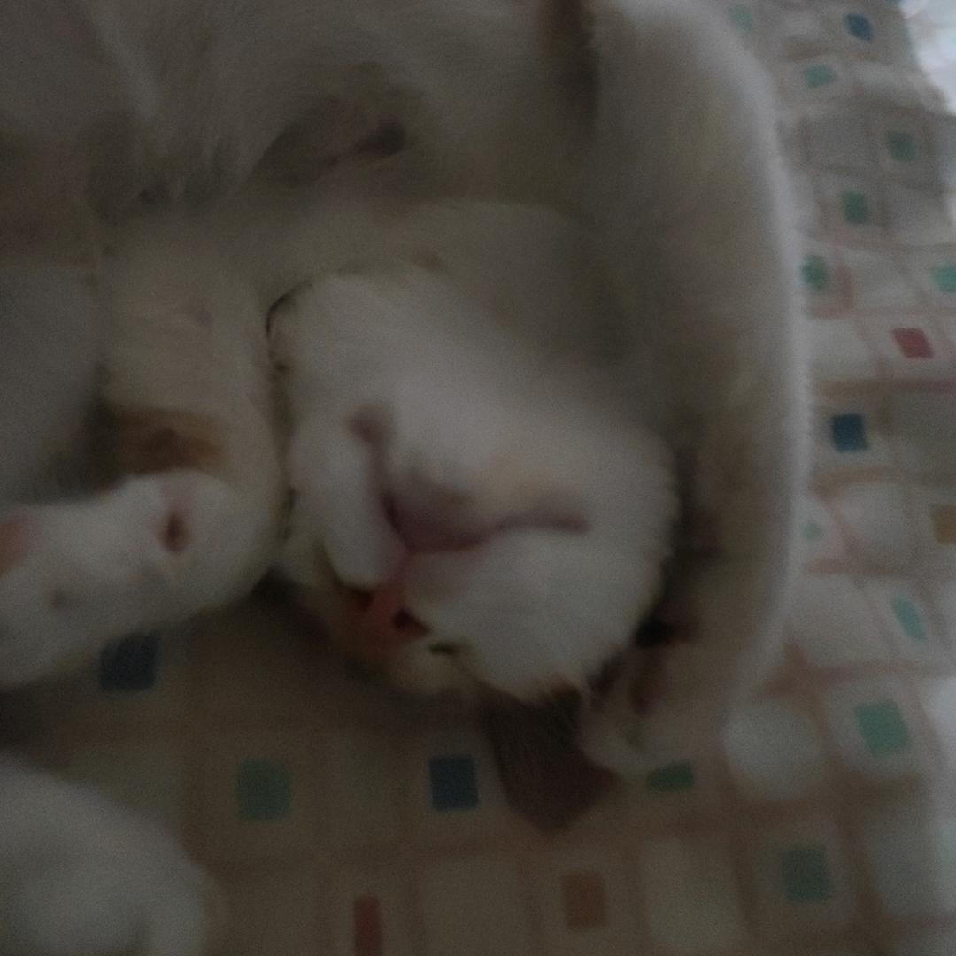 包子哥
