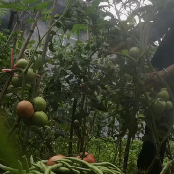 **仙