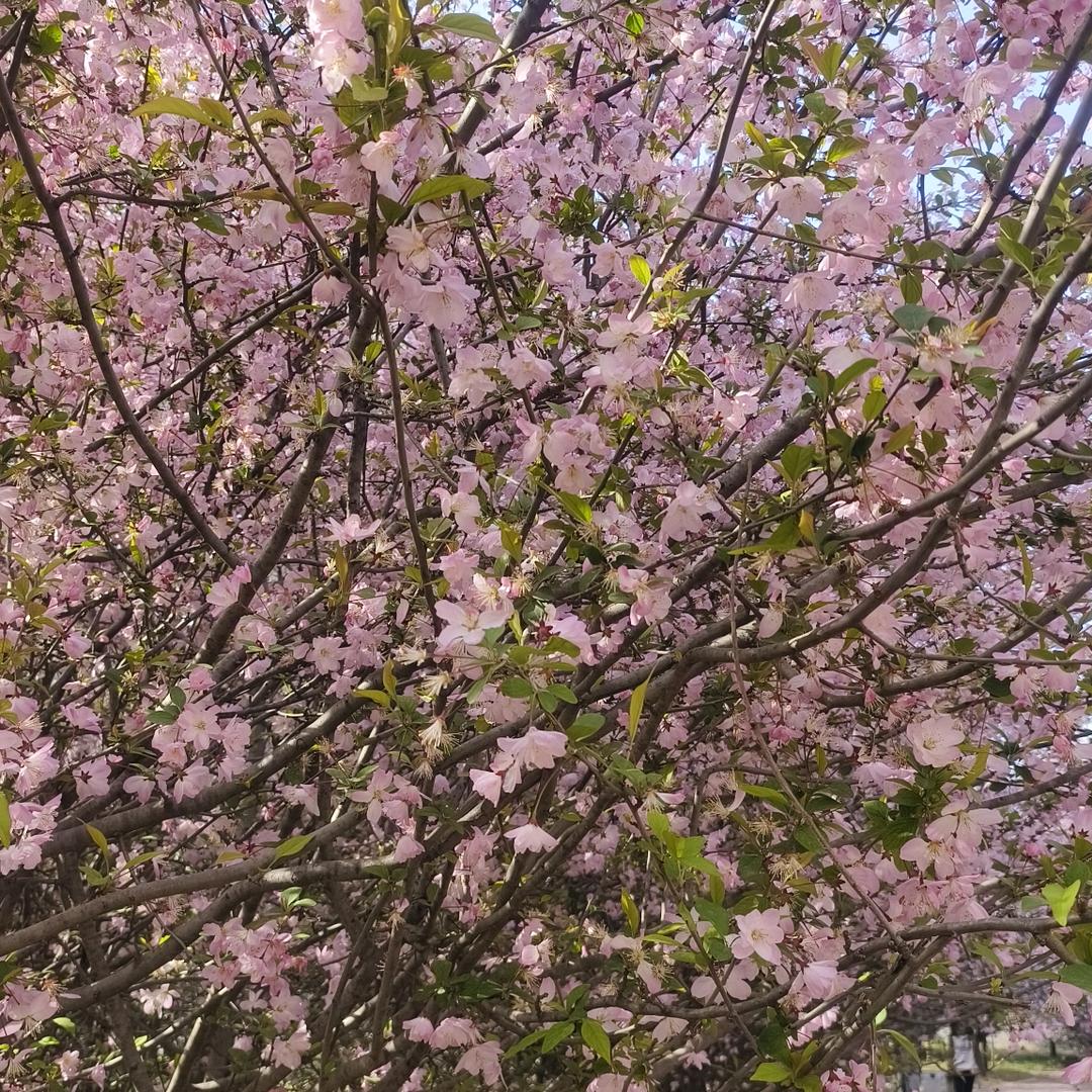 画扇*⸜( •ᴗ• )⸝*幽梦