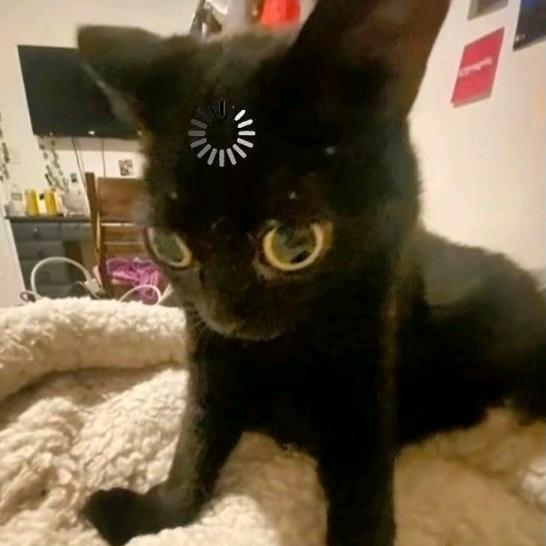 歌无恩滚🐈‍⬛