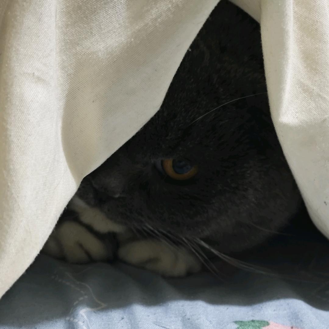 墩墩猫