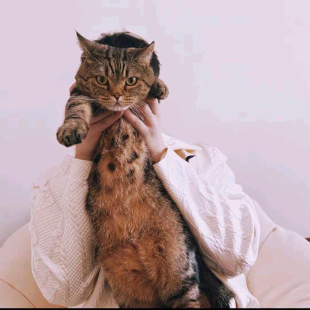 小洋裙