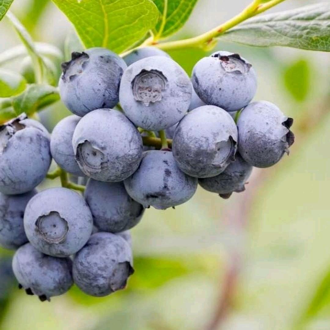 攀果地 娇娇