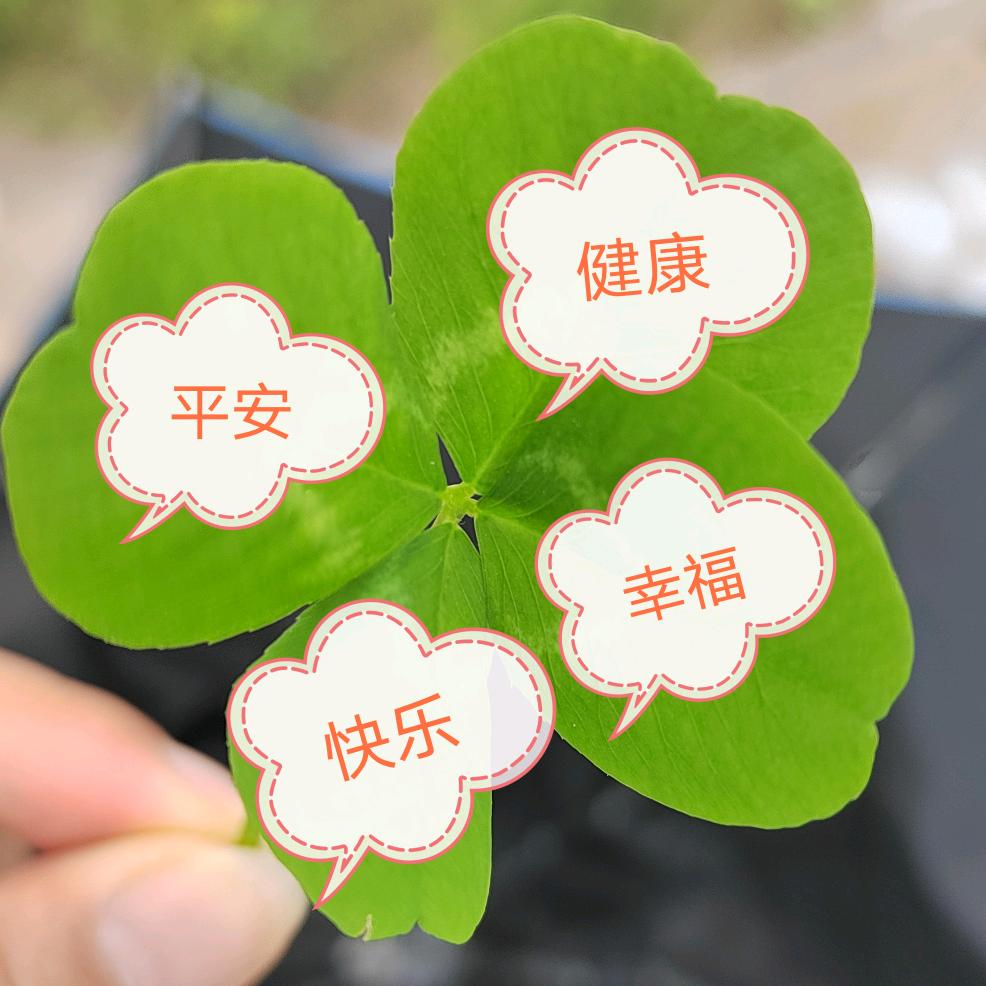 我是一个漂亮的女孩