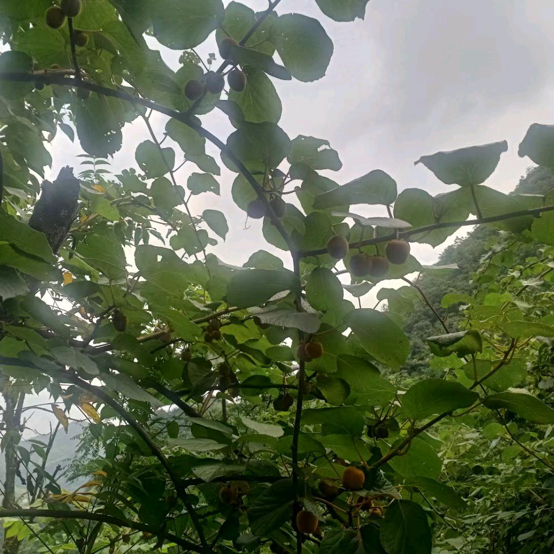 杨三姐好苦好累，