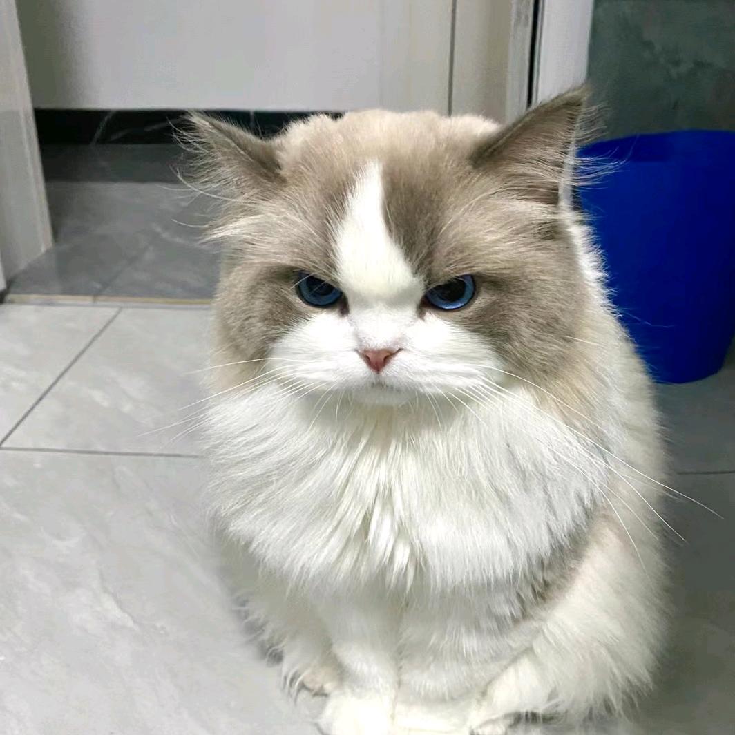 喵拉个咪
