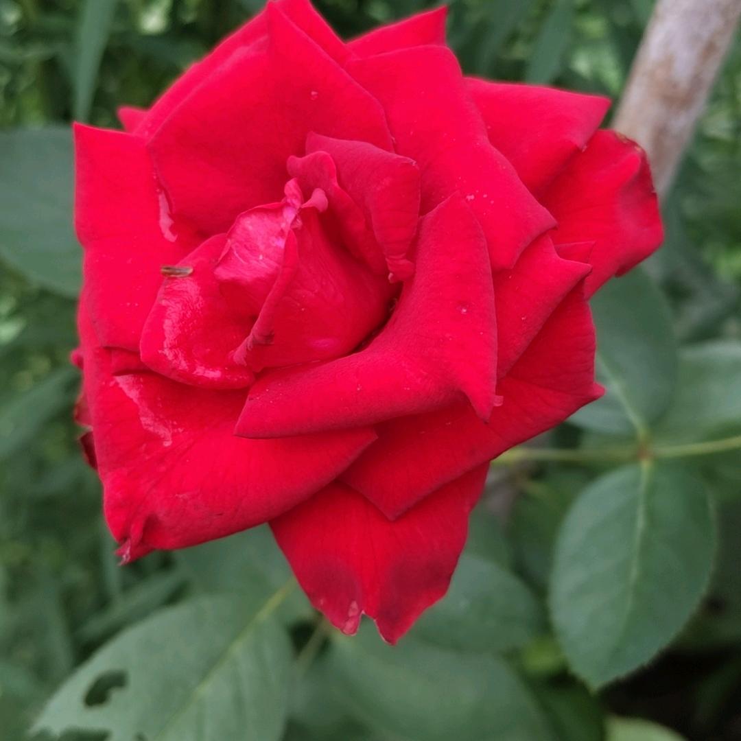 往后余生只爱自己🌸🌹🌷💐