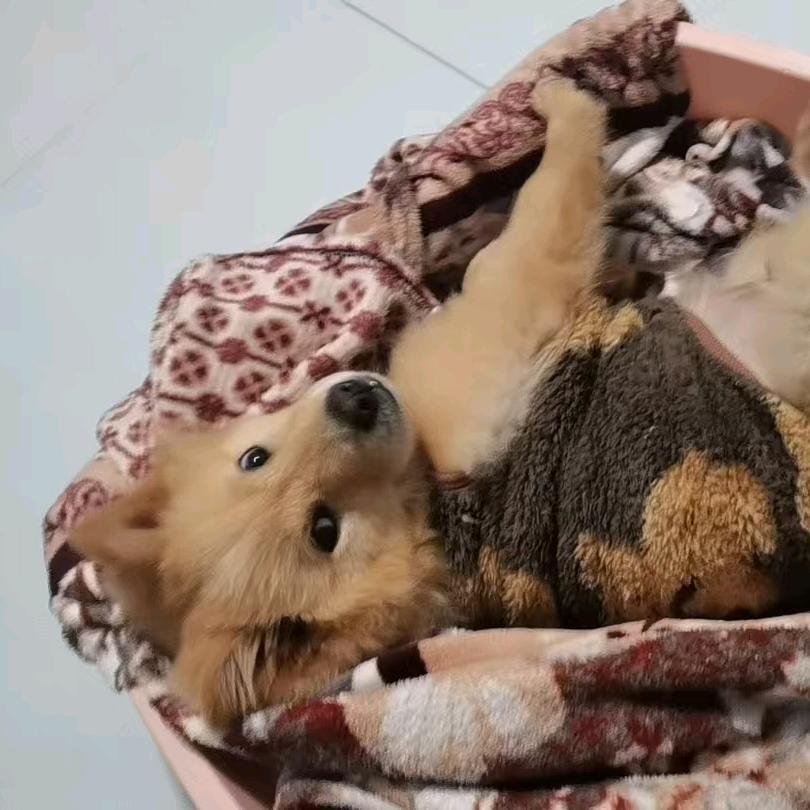 旺来与满月