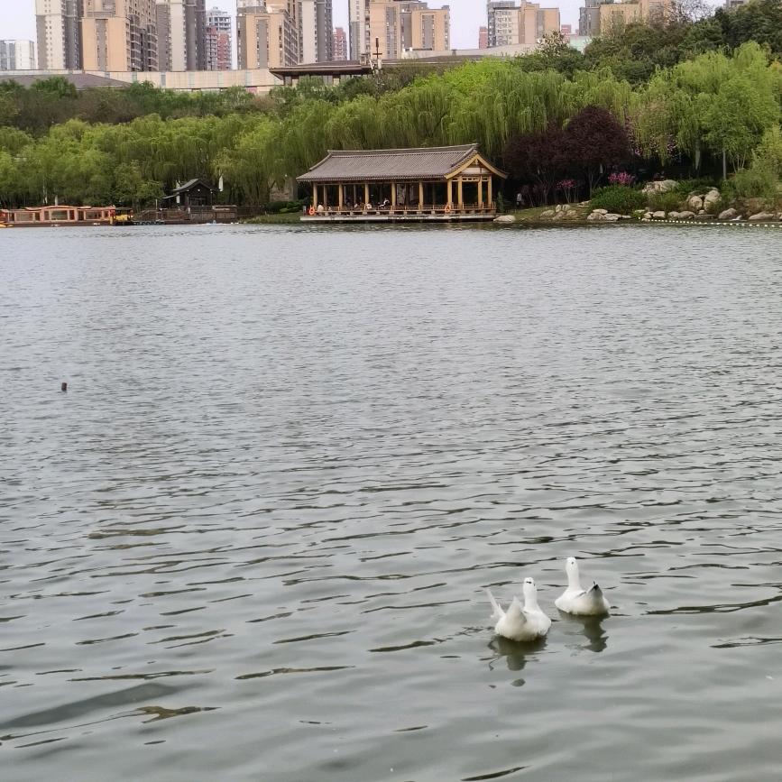 🌹半分笑颜🌼🌼