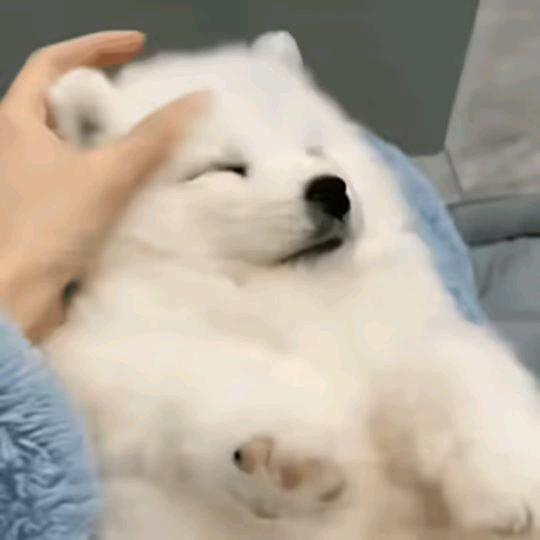 阿狼不吃羊