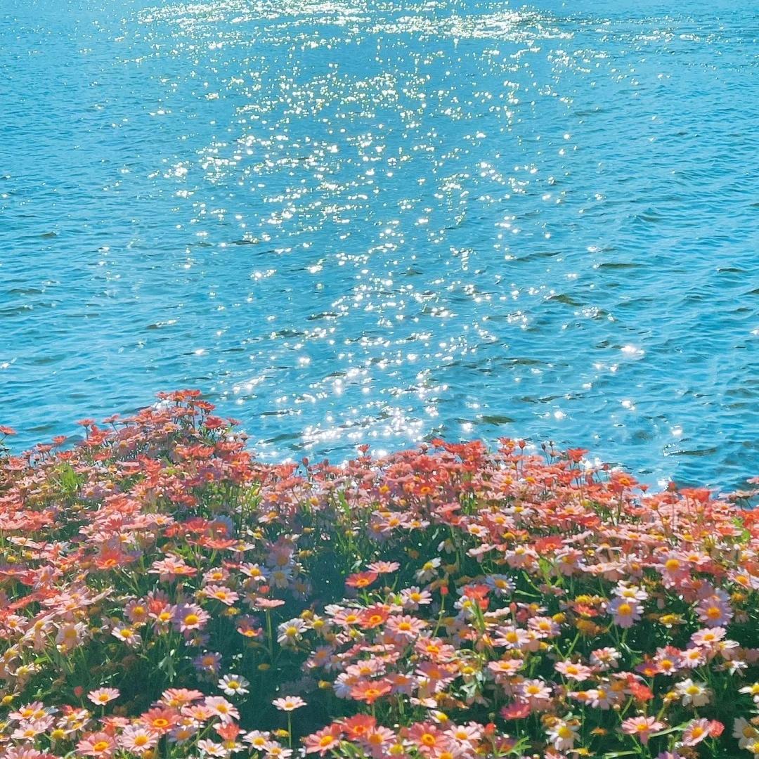 夏花