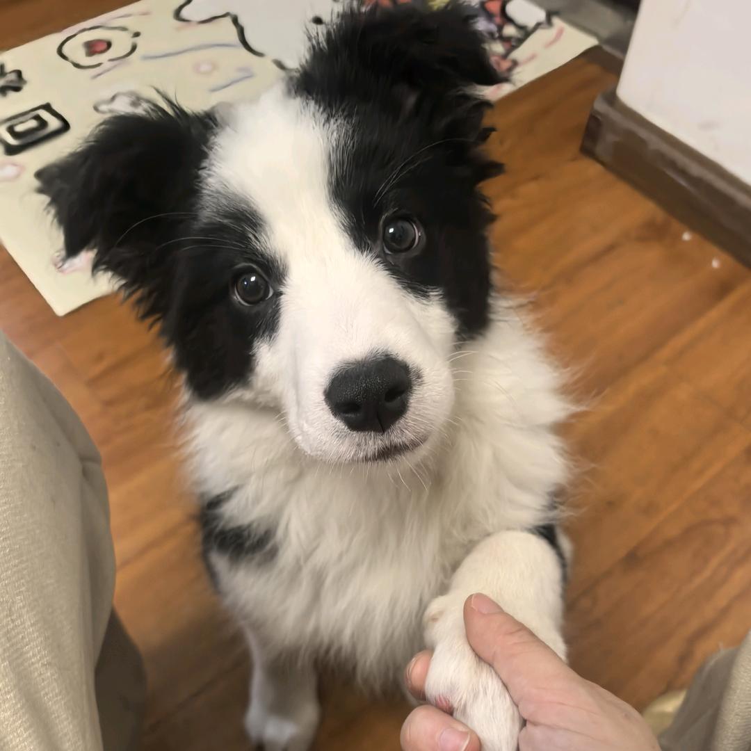 清风徐来🐾