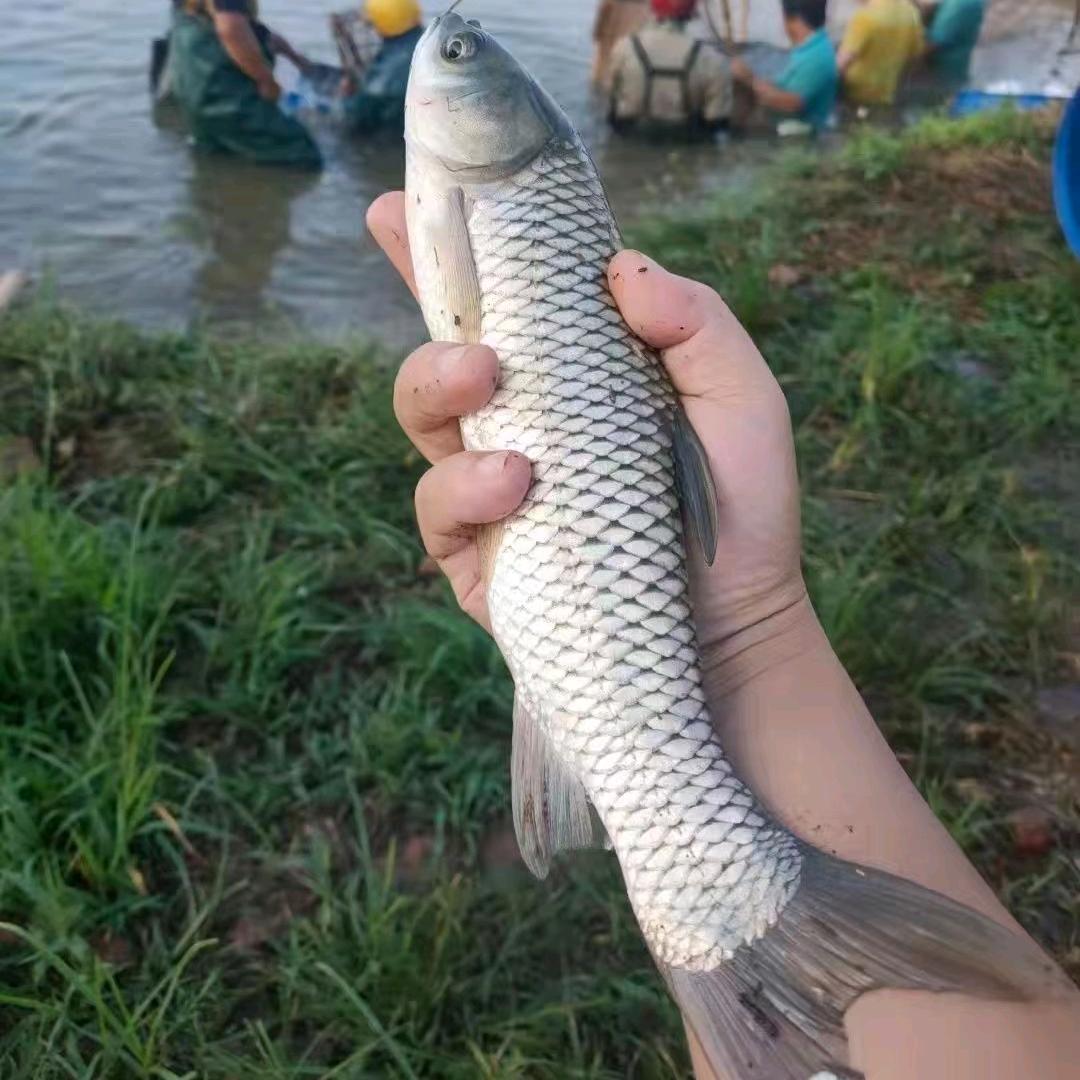 草鱼苗探险记