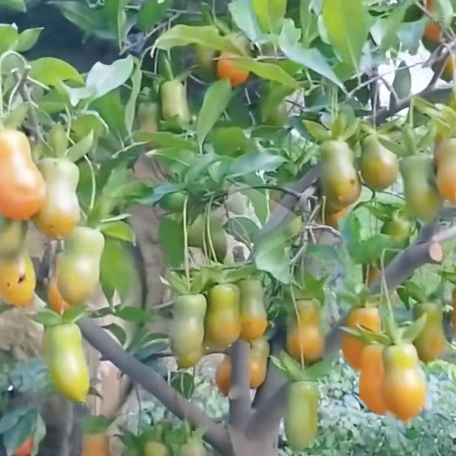 养心哥，赣州市安远县种植养护各种品种茶花