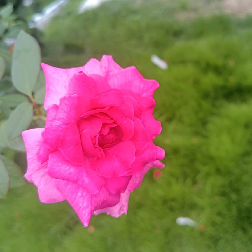 🥀⃟落叶᭄无声