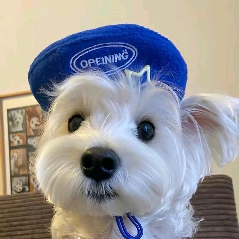 勇敢牛牛不怕困难