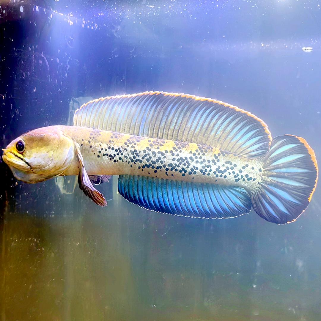 小L雷龙鱼