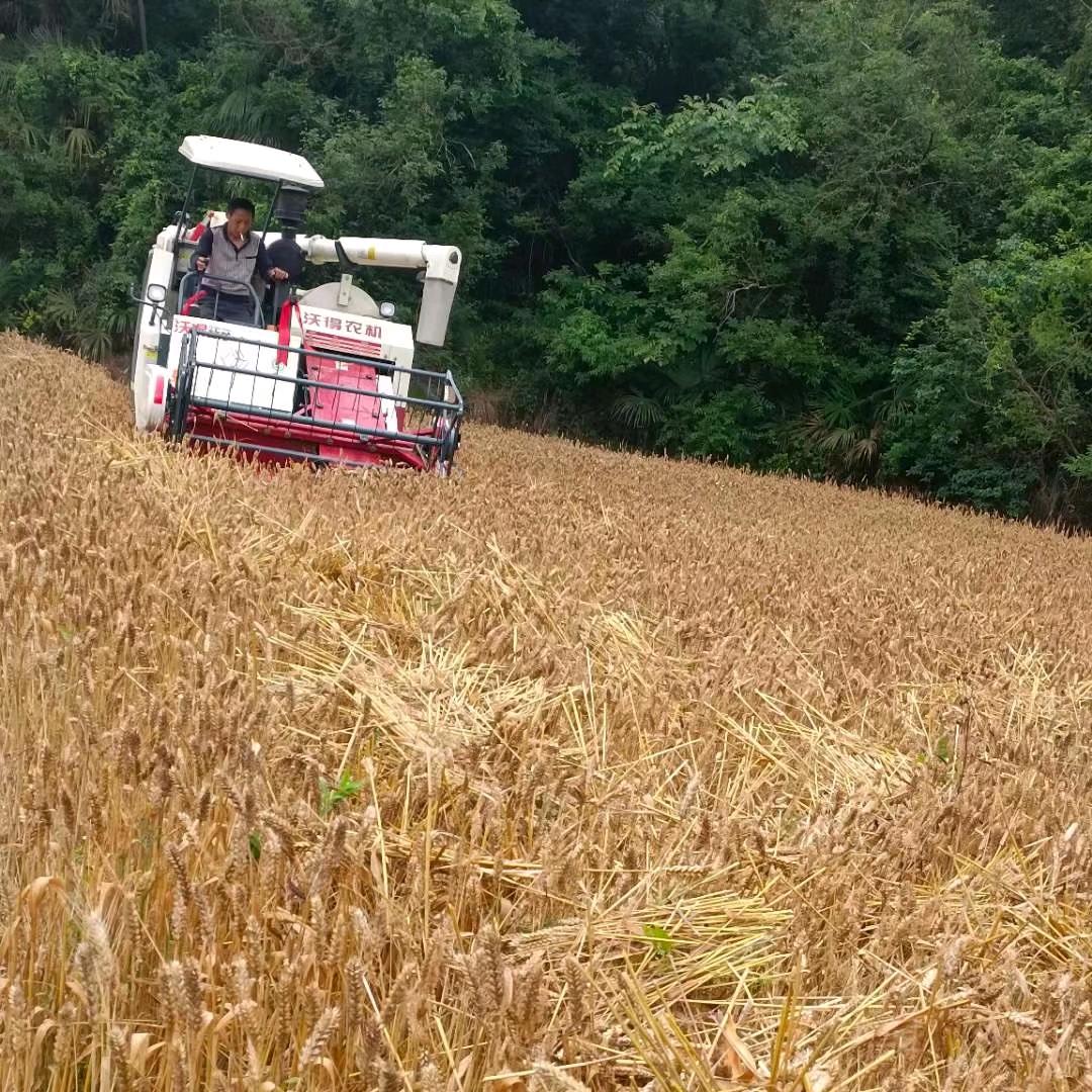 ♥♥🍄🍄小鸟依人🍄🍄♥♥