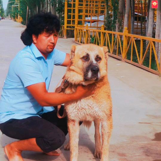 艾合麦提英吉沙🏅🏆🐕
