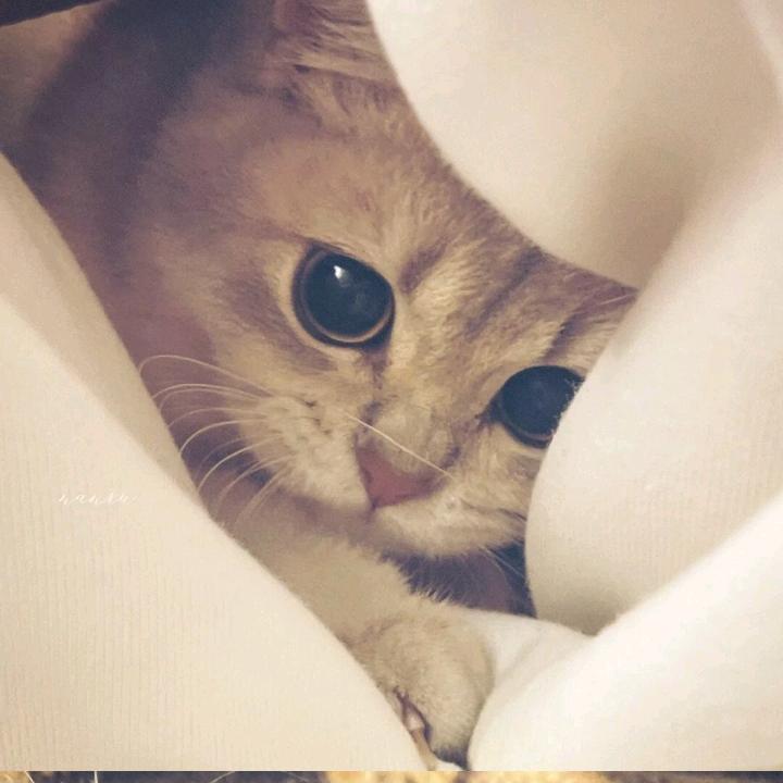 yu、