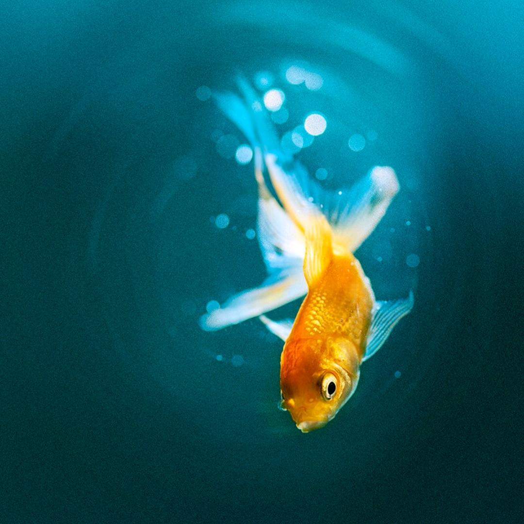 鱼霸唧