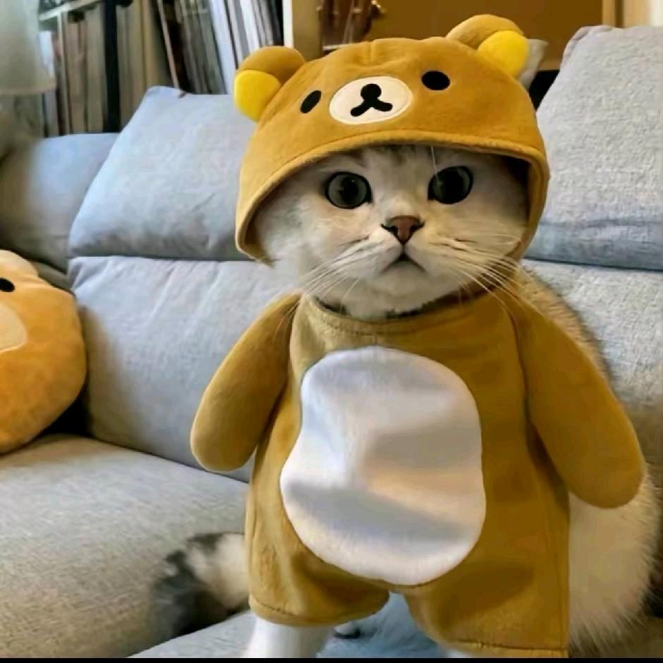 半岛铁盒♪♪♪