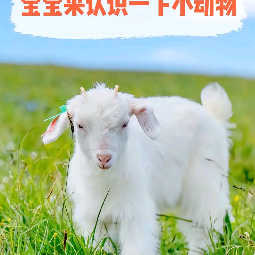 曉喵喵