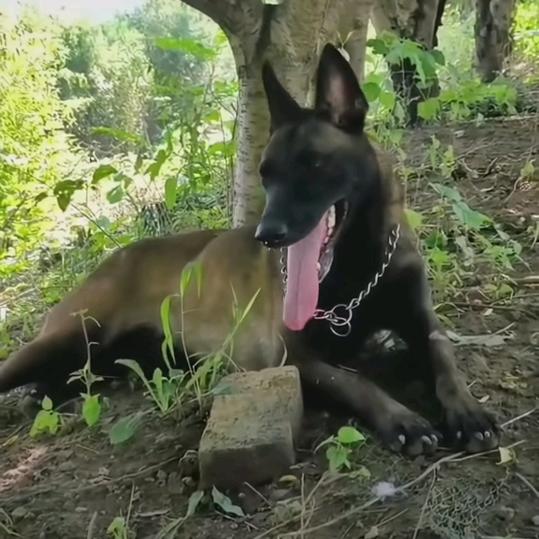 骆献利