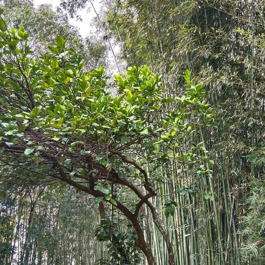 玉华头像