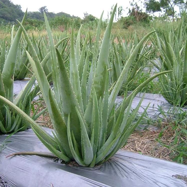 汝州市芦荟种植基地