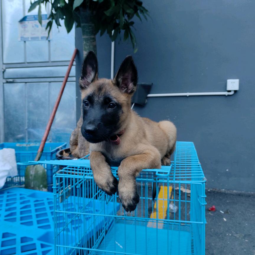 随风飘零