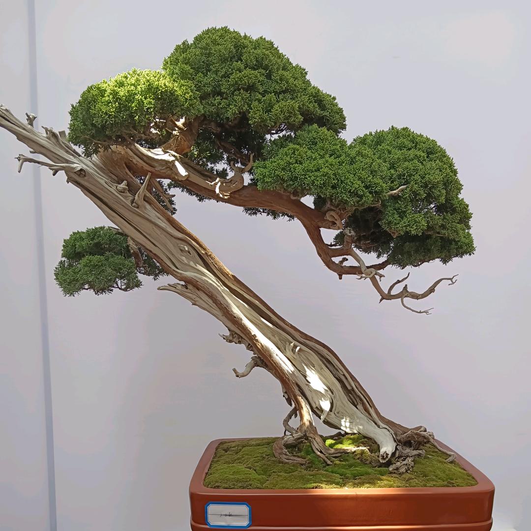 鲁南苗木888888