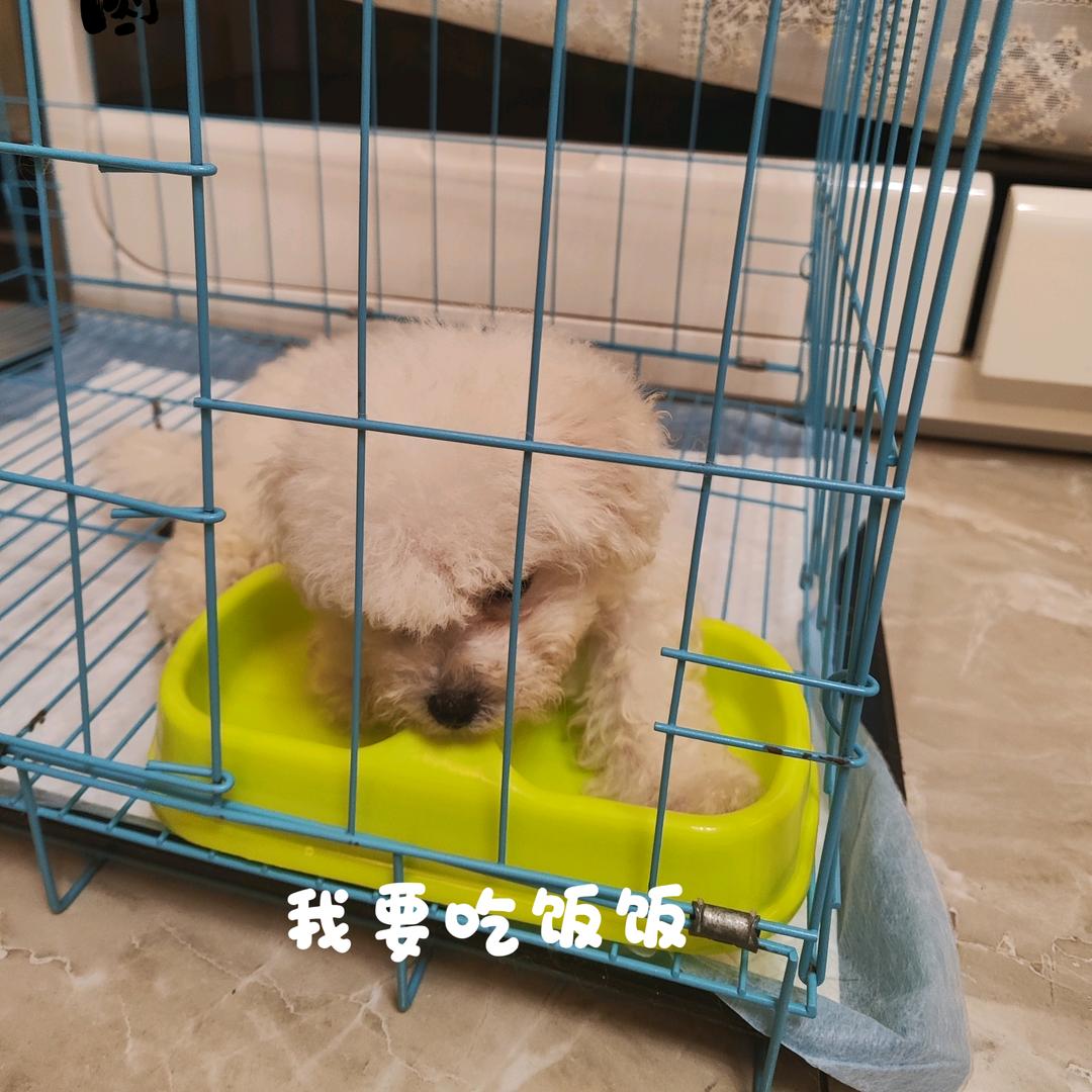 莱卡敲可爱