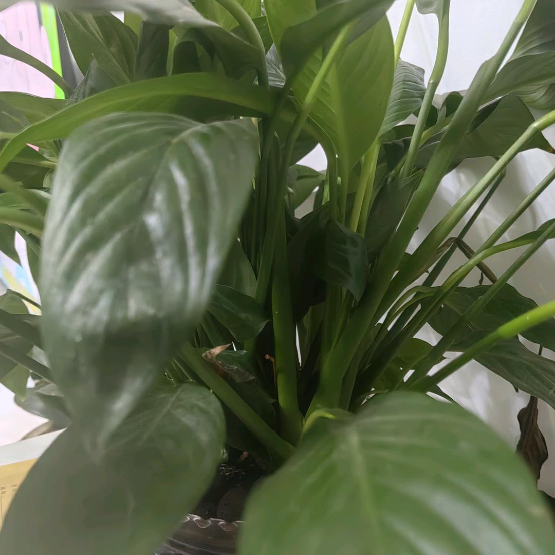 菊姐一点半开播