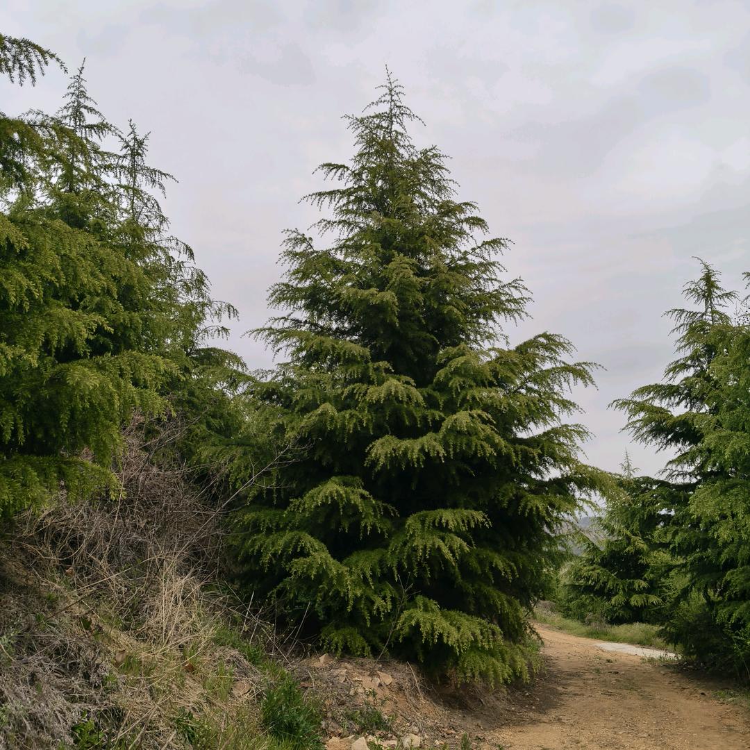 威海黑松毛胚梁哥