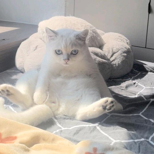 国服厄扎特偷偷摸摸