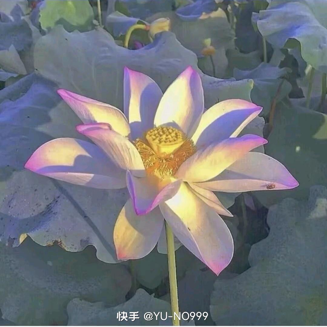 开开心心马艳艳