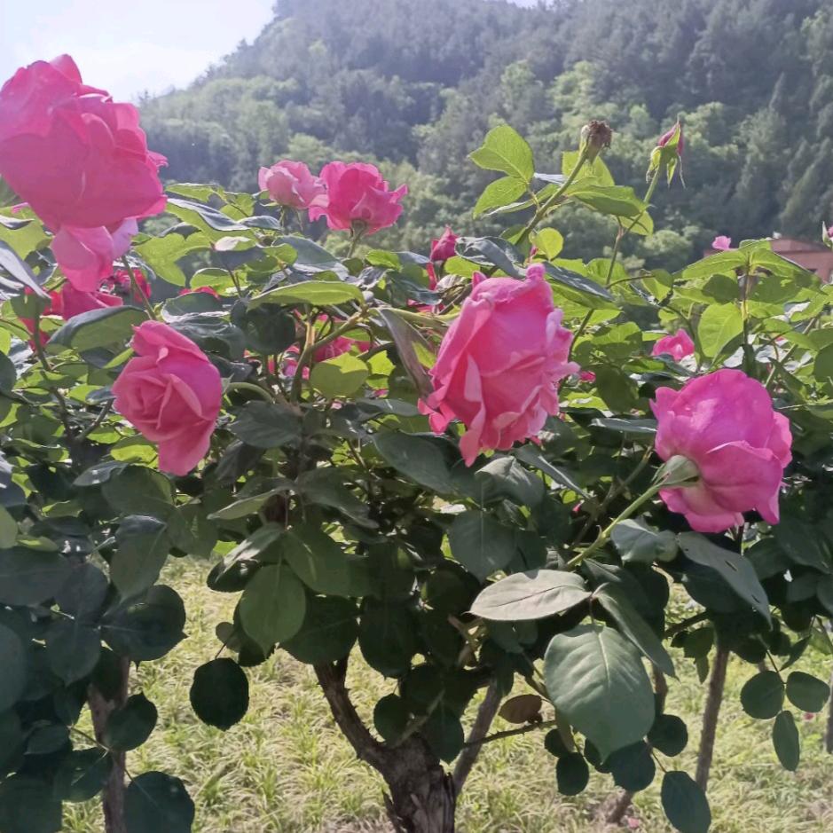 💖随遇💗而安💖