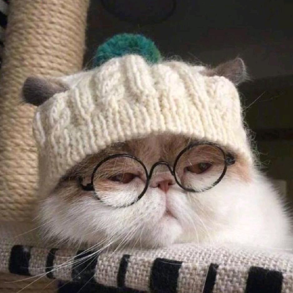 不爱吃橙子的程子