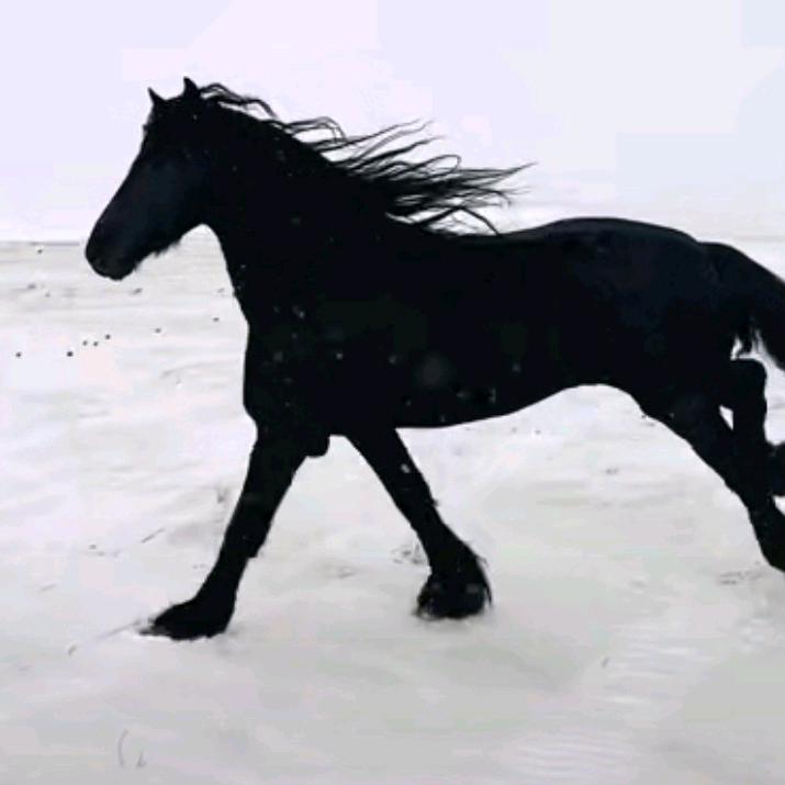 骑着狮子吃老虎🐅