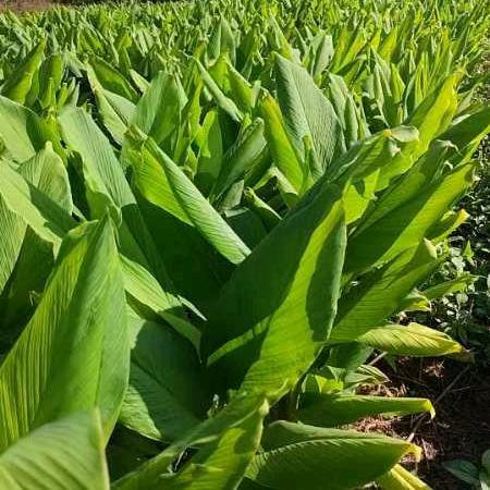 黔东南九姐种植