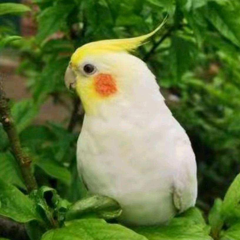 小江鸟🐦
