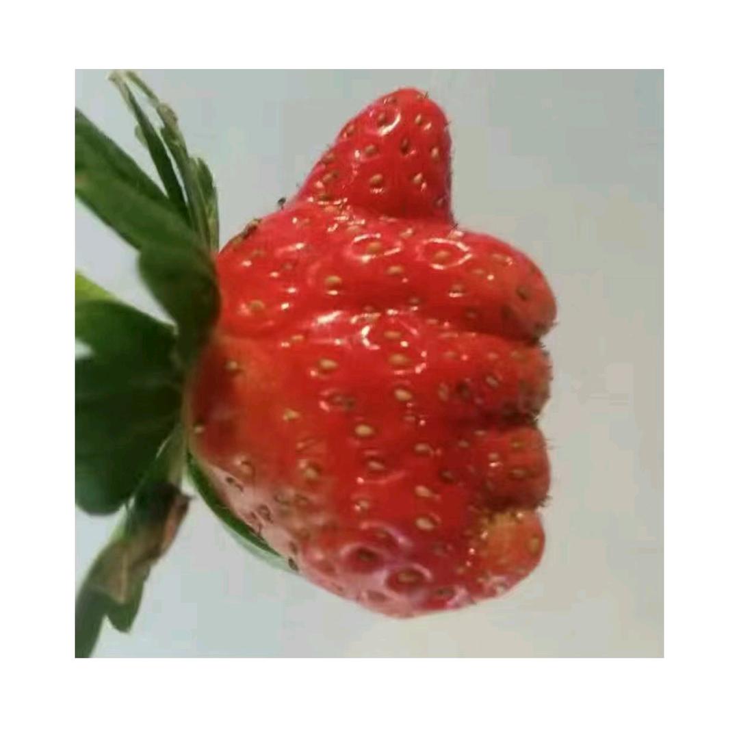 草莓大王（杨卫东）