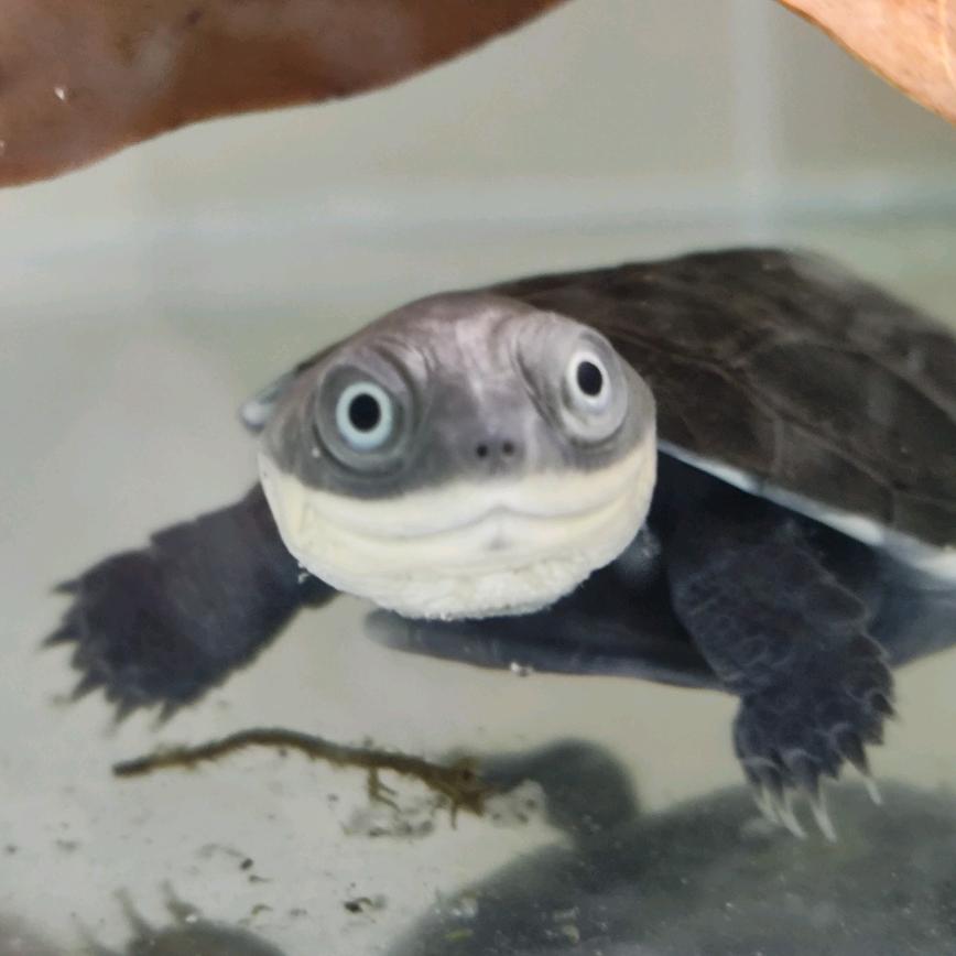 龟龟日记🐢