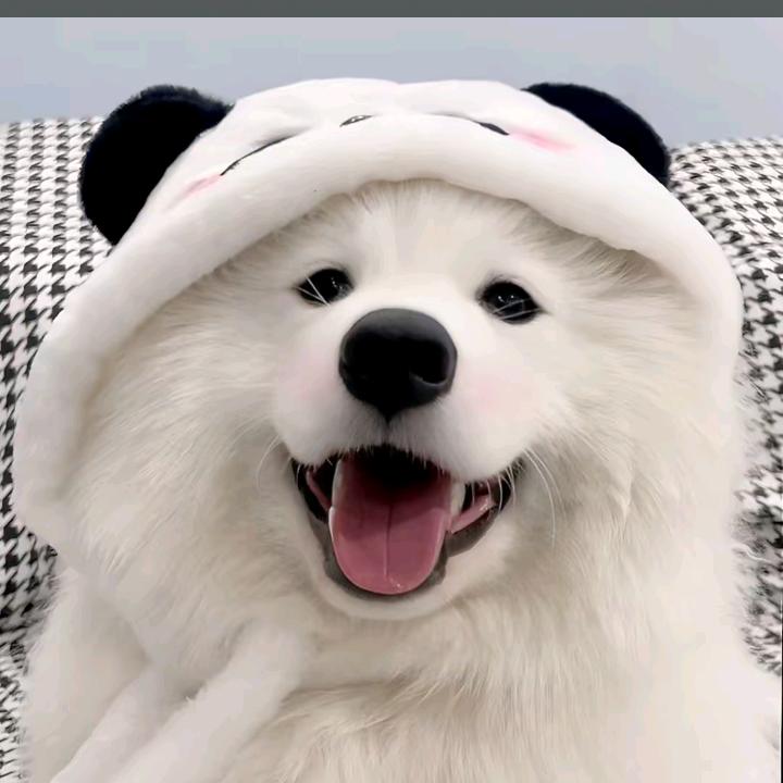好多鱼🐟