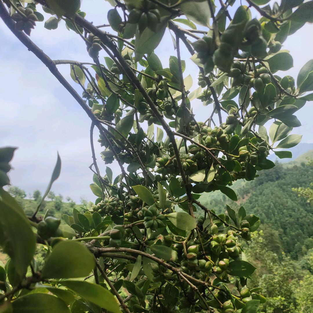 古龙八角嫁接种植户