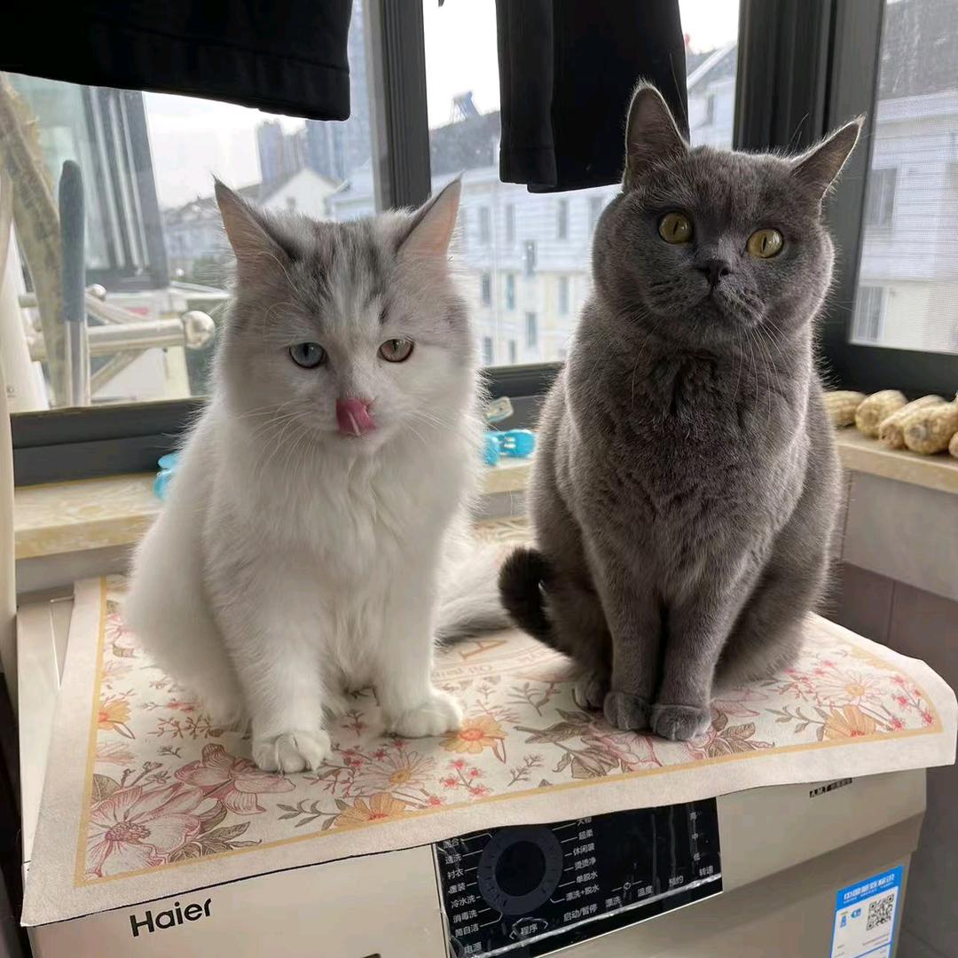 栖霞区陈小糖咨询服务中心（个体工商户）