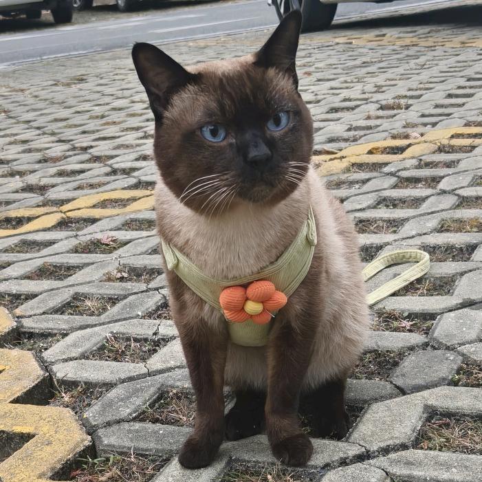 萌鼠拌饭(出🐻版)